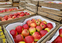 ceny jabłek w hurcie