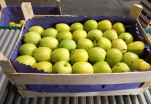 ceny jabłek deserowych