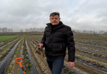 Stymulacja korzeni truskawki wiosną – dr Zbigniew Jarosz [Video]