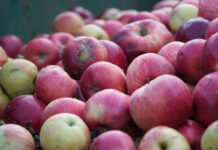 eksport koncentratu jabłkowego 2024
