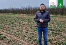 Wczesnowiosenne zabiegi na plantacjach truskawek – komunikat jagodowy Agrosimex, 28.03.2024