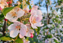 Parch jabłoni – za nami infekcje, a przed nami okno zabiegowe i kolejne opady