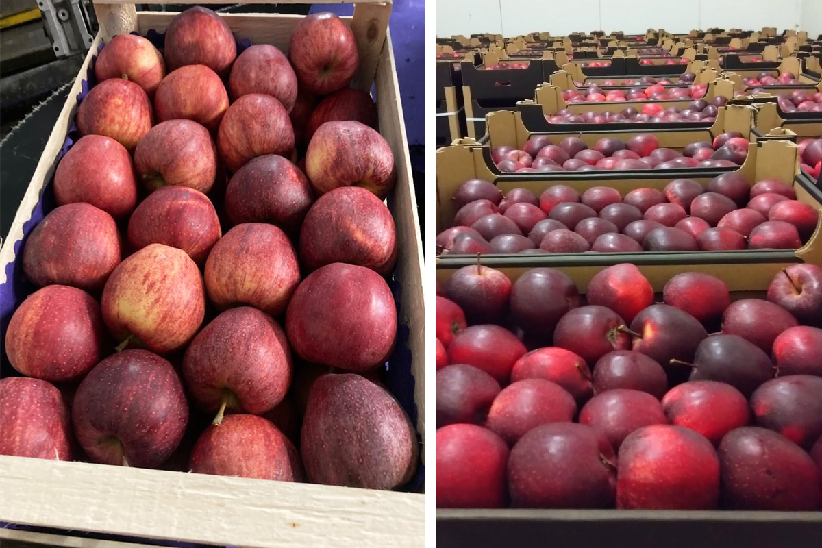 Eksport jabłek – luty jak na razie najlepszym miesiącem w tym sezonie