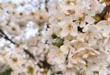 Pełnia kwitnienia wiśni – czas na zabieg przeciwko brunatnej zgniliźnie