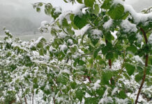 Śnieg połamał pędy malin w Serbii. Niższe zbiory to wyższe ceny skupu