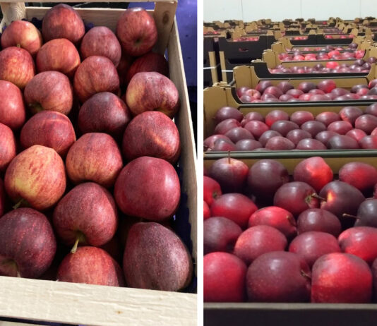 Eksport jabłek – luty jak na razie najlepszym miesiącem w tym sezonie